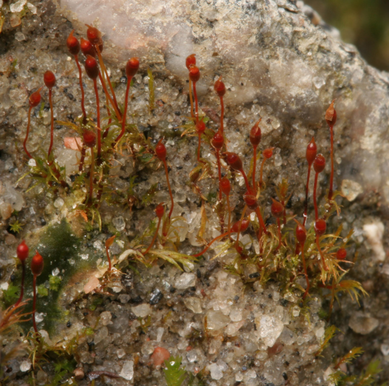 Dicranella rufescens